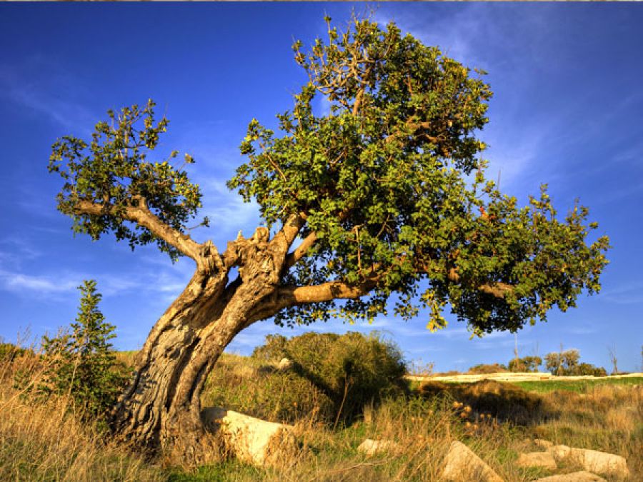 מתחת לעץ החרוב